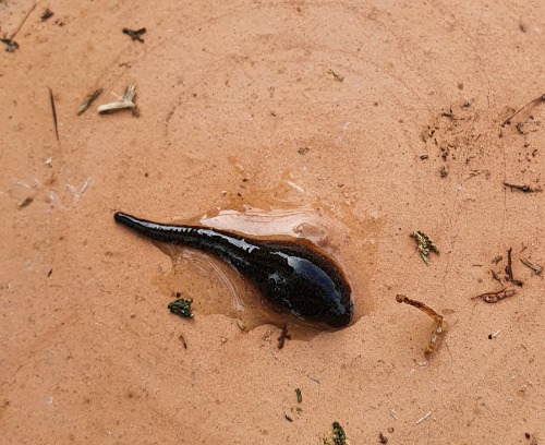 Blutegel und Eier im Teich NaturaGart Teichbau Forum