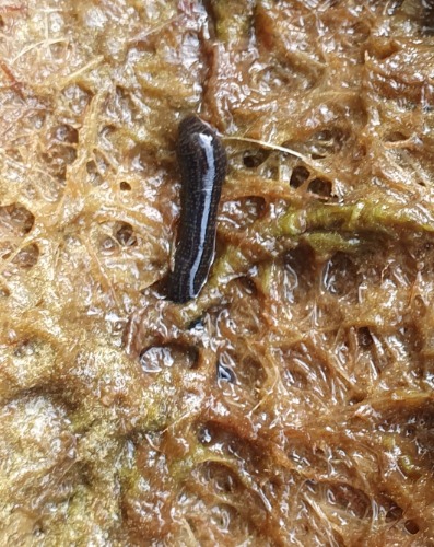 Blutegel und Eier im Teich NaturaGart Teichbau Forum