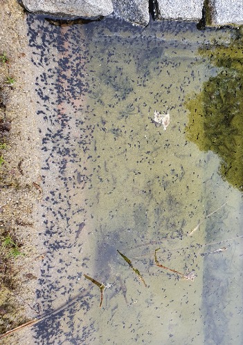 Blutegel und Eier im Teich NaturaGart Teichbau Forum