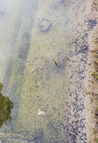 Blutegel und Eier im Teich NaturaGart Teichbau Forum